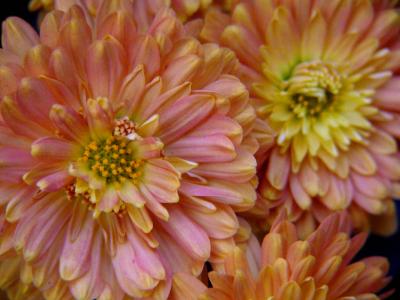 Mums the Word
