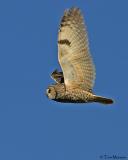 Long-Eared Owl
