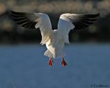 Snow Goose