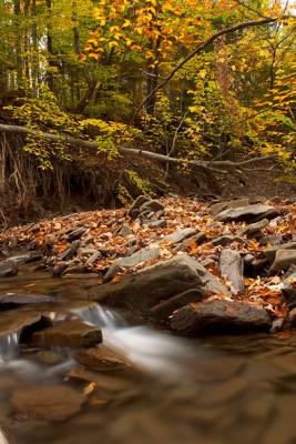 jones park creek #4