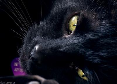 u46/cman3002/medium/40000136.kitty0220_side_sm.jpg