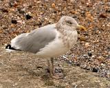 herring gull #1