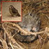 05 JUN 04 FLEDGLING