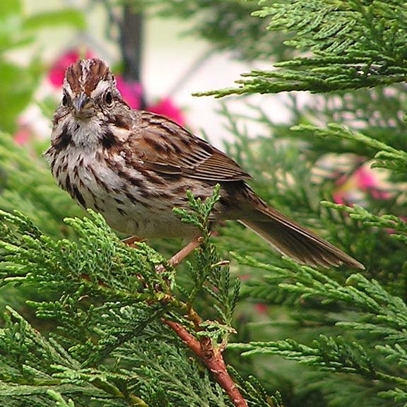 SONG SPARROW