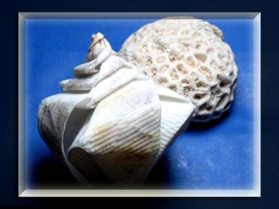 shell-1.jpg