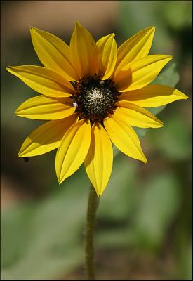 Wild Sunflower