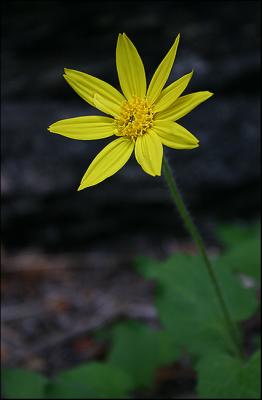 High Country Wildflower