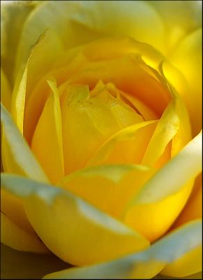 Yellow Rose