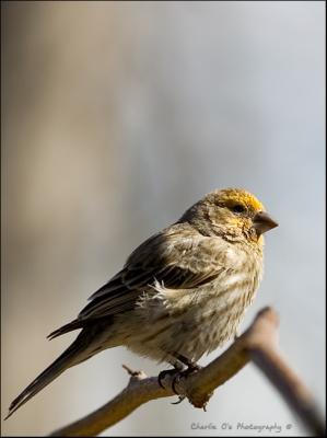 Female House Finch...