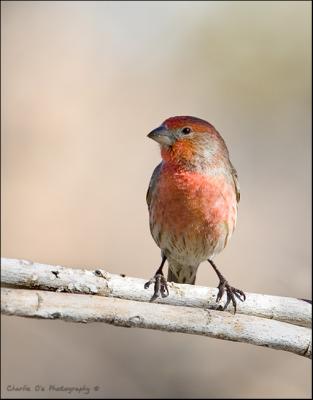 Male House Finch...