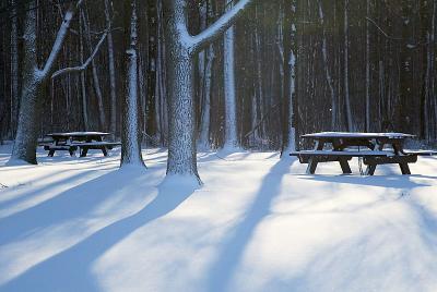 Winter Impressions (snow, trees, shadows)