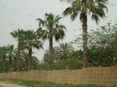 Driving about Alex streets