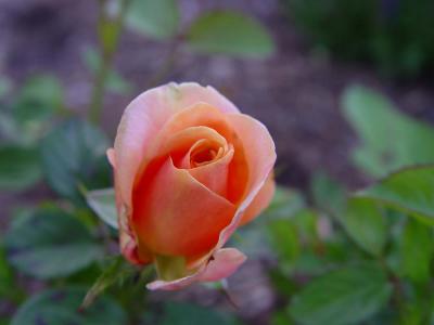 Peach Brandy Rose