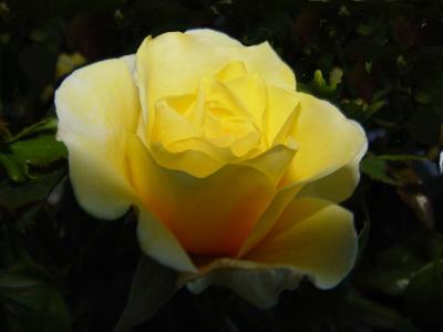 Gold Glow Rose