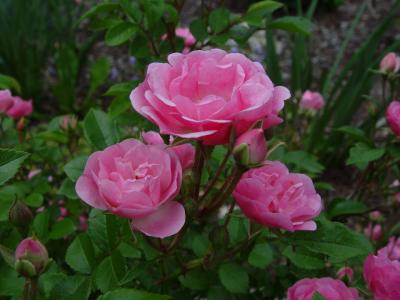 Mini Pink Shrub Rose (unknown variety)