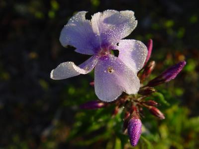 Spiderwort