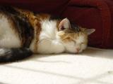 DSC08427.JPG