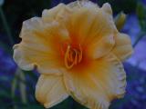 DSC09253.JPG