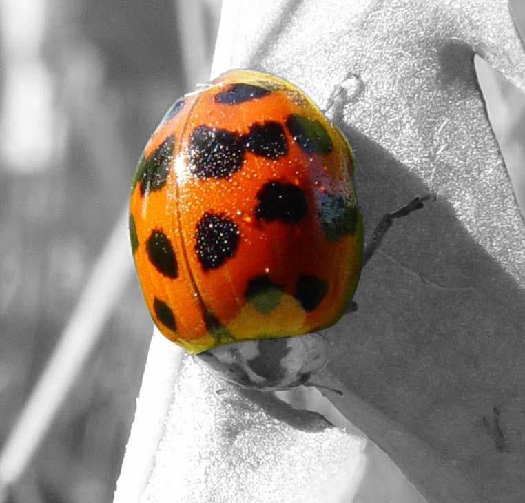 Minolta 9<br>A Touch of Color<br>Ladybug