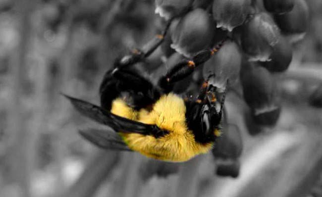 Minolta 9<br>A Touch of Color<br>Bumblebee2