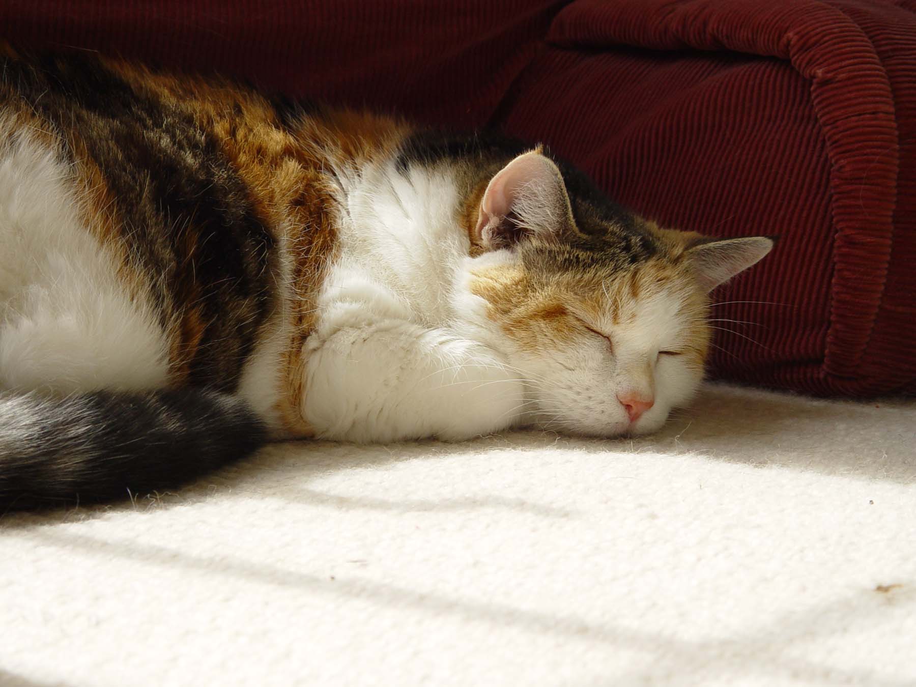 DSC08427.JPG