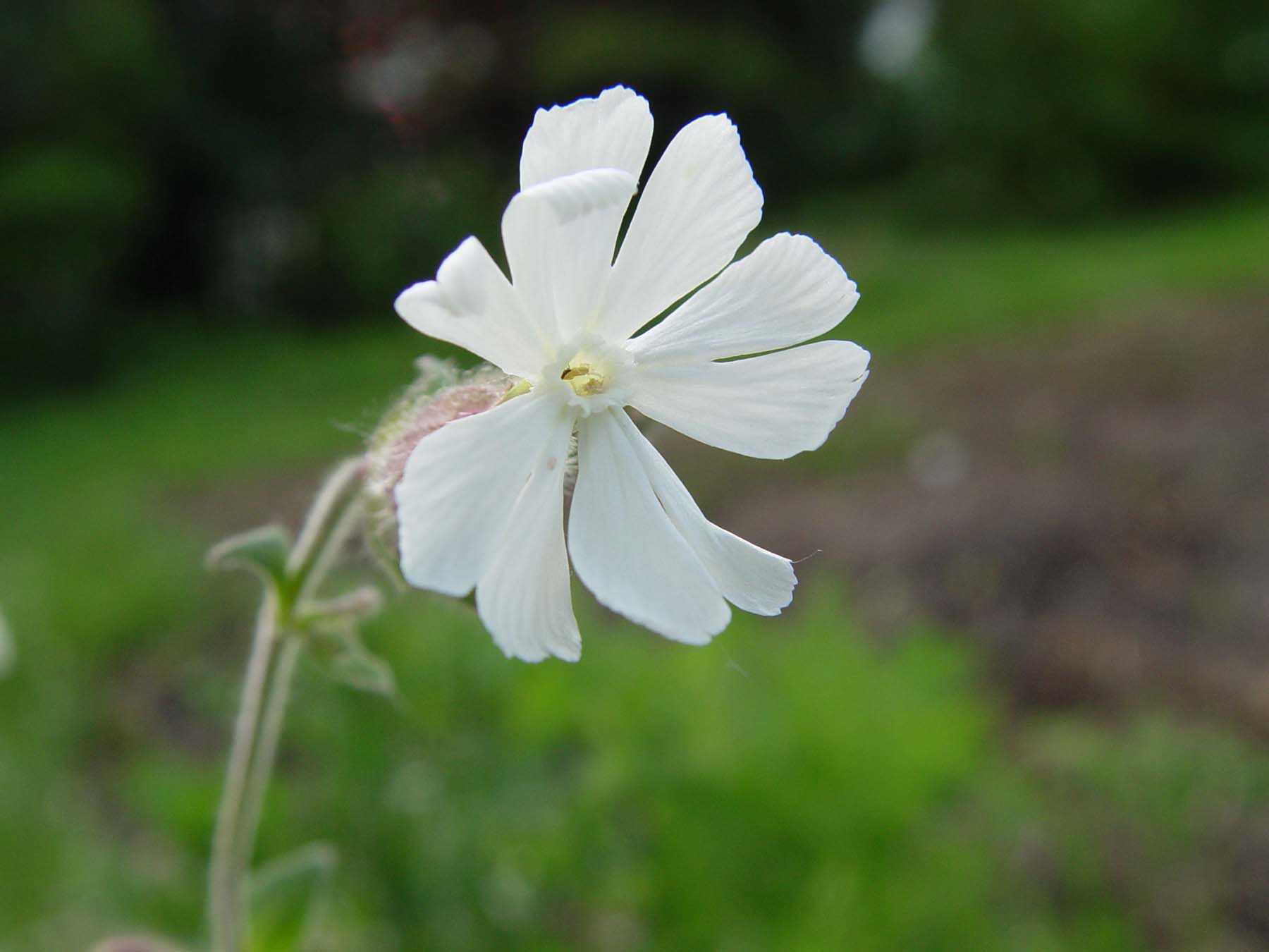 DSC08305.JPG