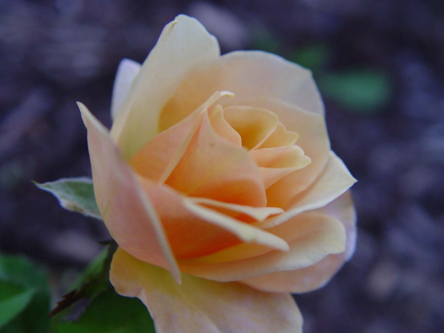 DSC09224.JPG