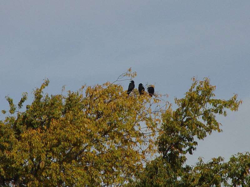 Omen<br>DSC04233.JPG