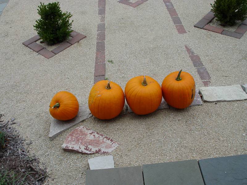 DSC04716.JPG