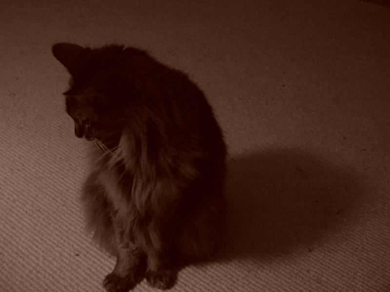 February 17, 2005<br><font size=2>Shadow of my Shadow</font><br>Day 287