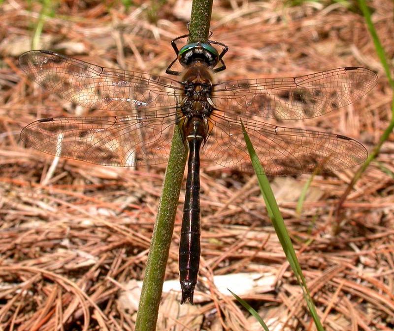 American emerald -- male -- view 2