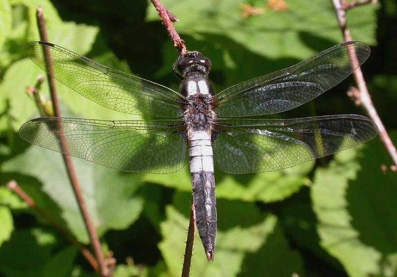 Chalk-fronted Corporal - male