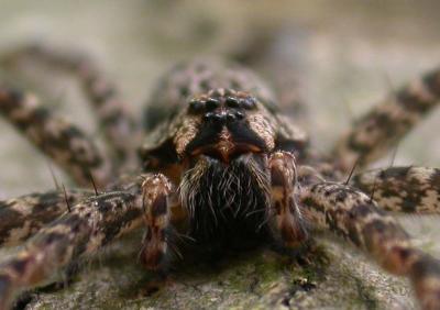 Dolomedes scriptus -- head view