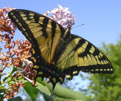 Tiger Swallowtail  -- view 1