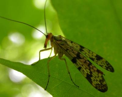 Panorpa sp. - Scorpionfly