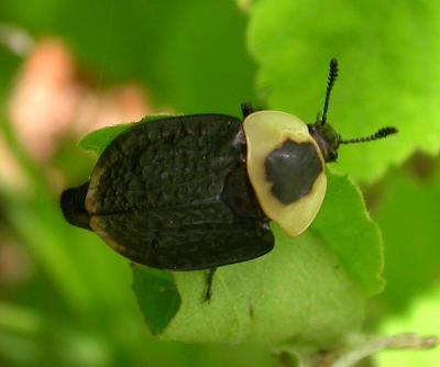 Necrophila americana - American carrion beetle