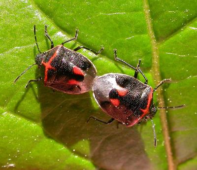 stink bugs (mating)  --  Cosmopepla lintneriana (Kirkaldy)