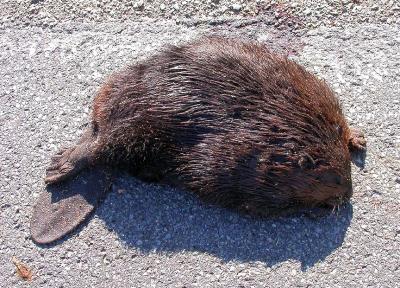 dead Beaver