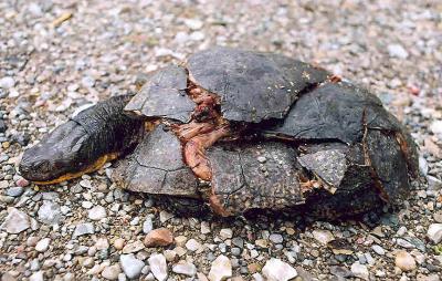 dead Blanding's Turtle