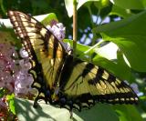 Tiger Swallowtail - Osgoode Township