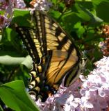 Tiger Swallowtail -- view 3