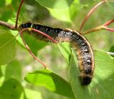 Eastern Tent Caterpillar -- view 1