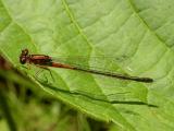 Ischnura verticalis -- of a red variation