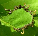 Cooperative effort -- Saw fly larvae