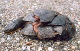 dead Blandings Turtle