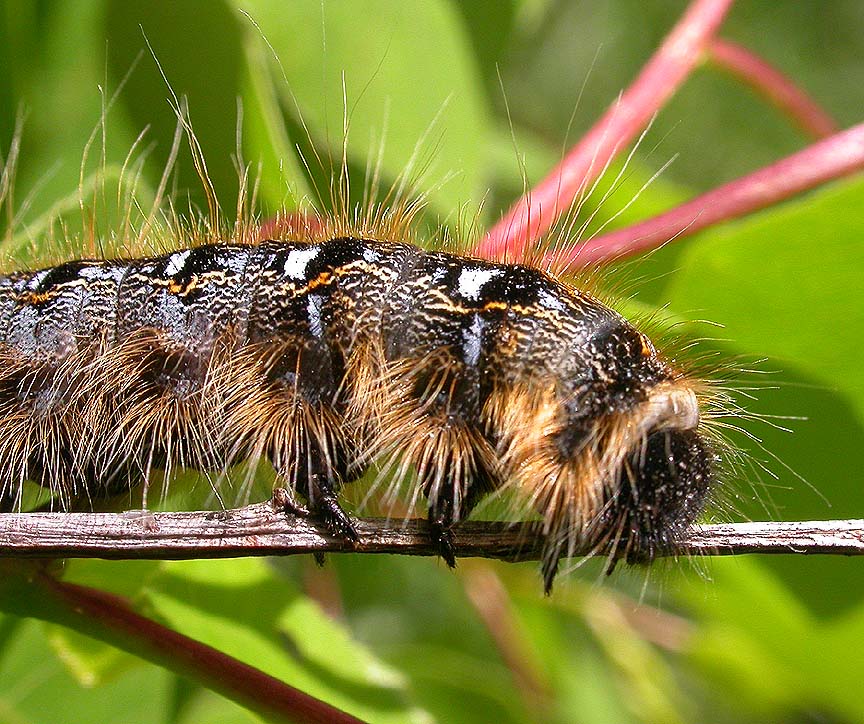 Eastern Tent Caterpillar -- view 2