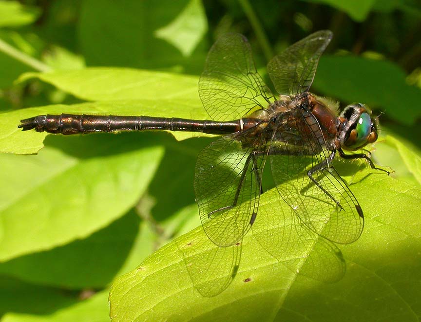 American emerald -- male -- view 1
