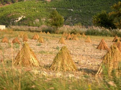 22 Sesame stooks