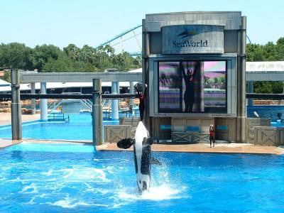 Shamu - Seaworld