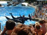 False Killer Whales - Seaworld